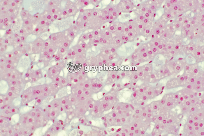 Surrénale x100 - gryphea.com